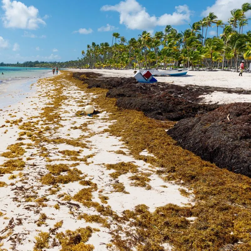 Beach filled with sargassum