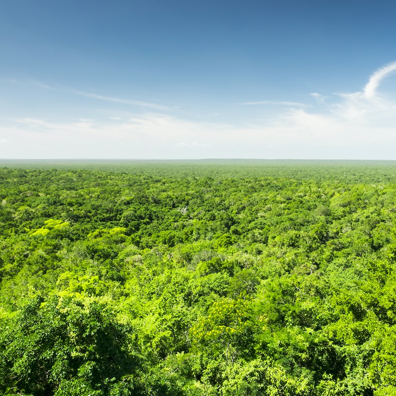 jungle from above, calakmul biosphere reserve in yucatan mexico.