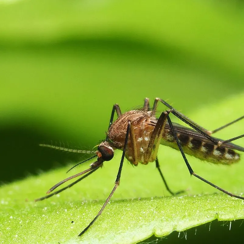 Mosquito on a leaf