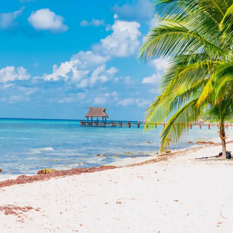 Tropical scenery in Cozumel with palm trees and blue water