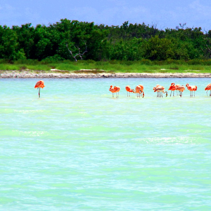Pink flamingos in Isla Holbox, Yucatán, Mexico.