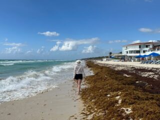 How Much Sargassum Travelers Should Expect In The Mexican Caribbean This Week