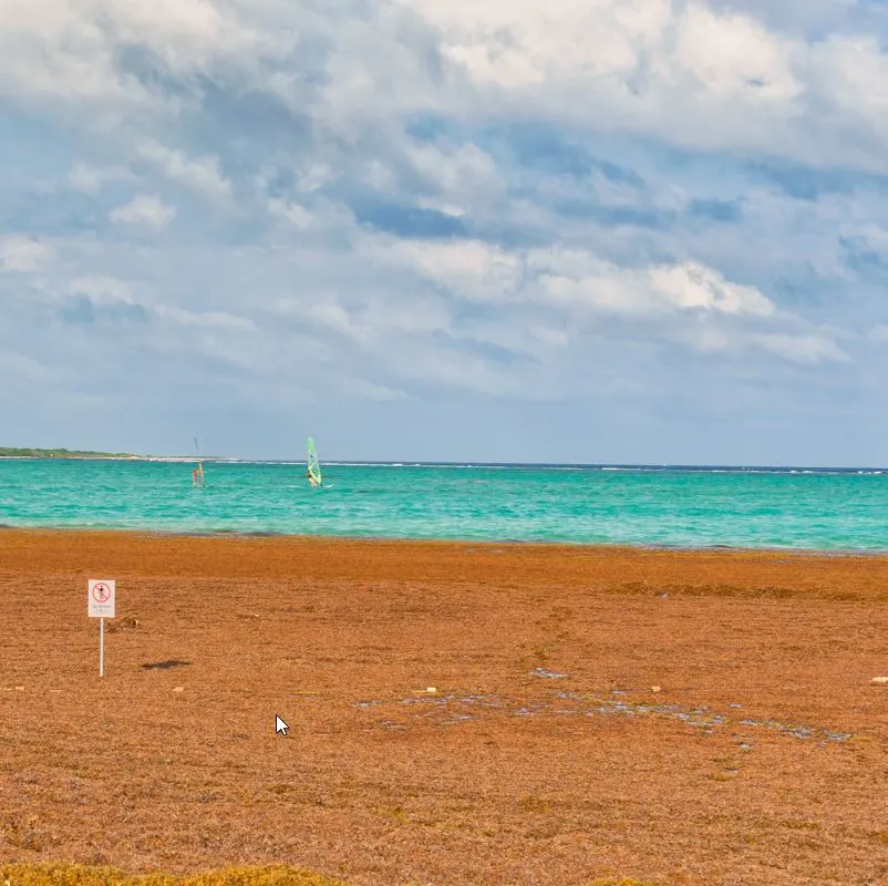 Huge amount of sargassum buildup at the coast in Riviera maya
