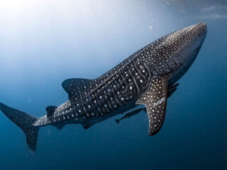 Isla Mujeres Whale Shark Season Expected To Be One Of The Busiest On Record