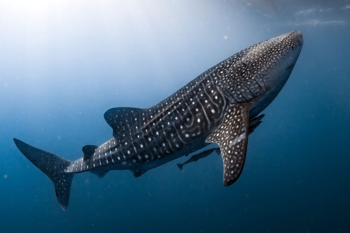 Isla Mujeres Whale Shark Season Expected To Be One Of The Busiest On