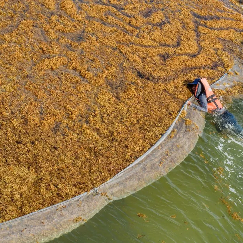 Cleaning operatives swim with sargassum catching net