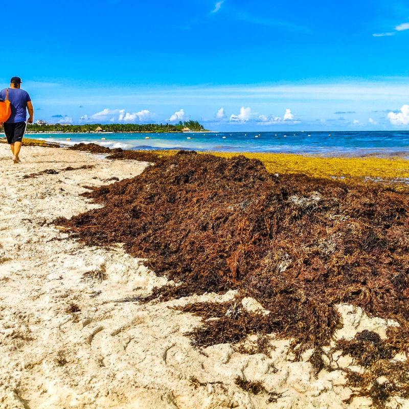 Man walking on beach full of sargassum seaweed 