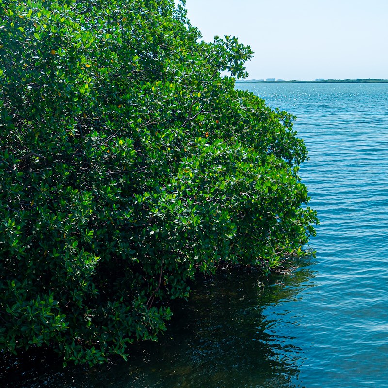 Mangrove zone at Tajamar pier, in Cancun, Mexico.