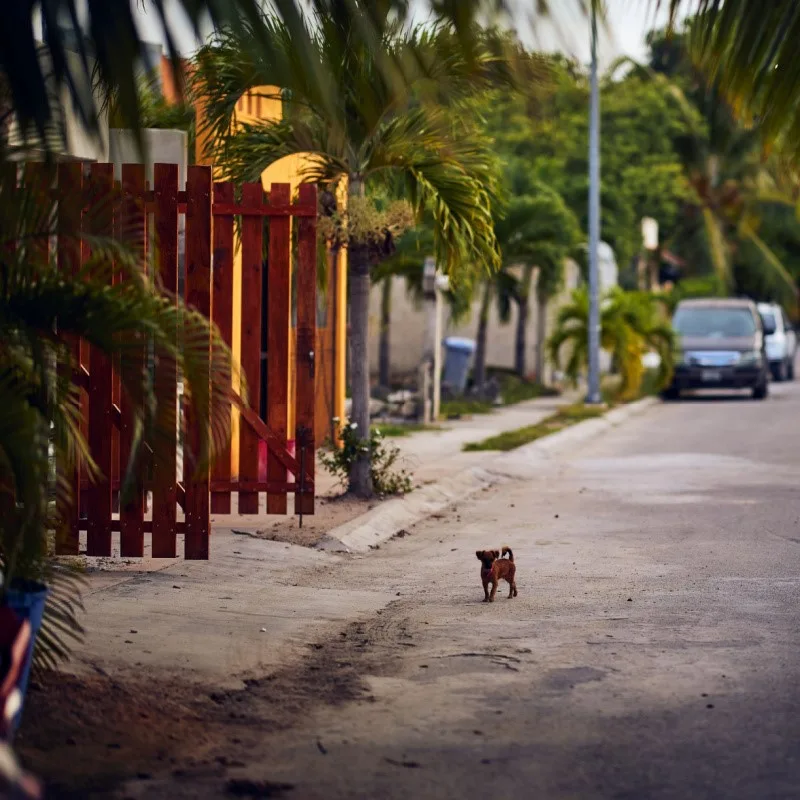 Quiet Street in Tulum