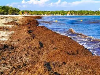 Riviera Maya Braces For 3 Feet Of Sargassum On Beaches This Week