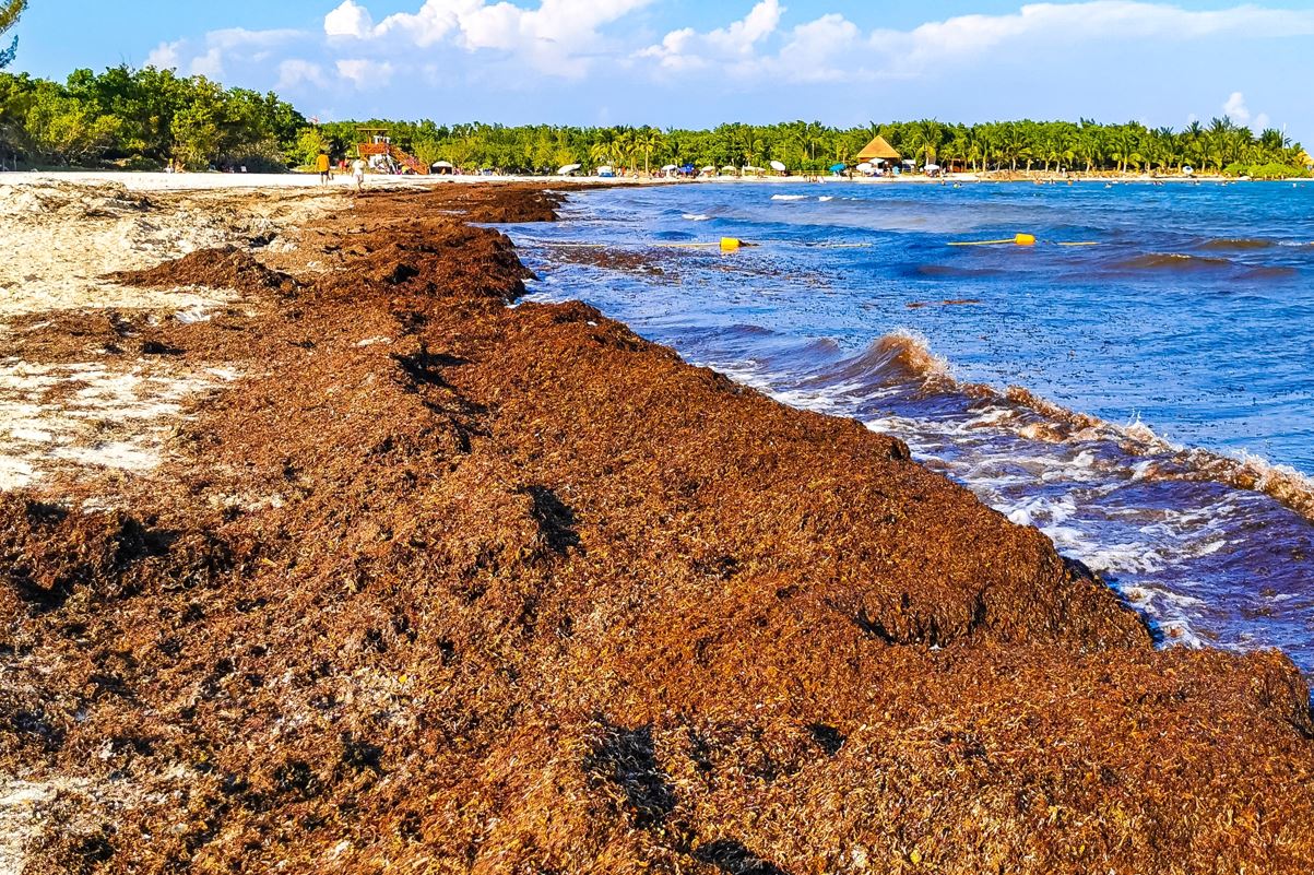 Riviera Maya Braces For 3 Feet Of Sargassum On Beaches This Week