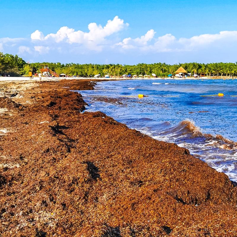 Riviera Maya Braces For 3 Feet Of Sargassum On Beaches This Week