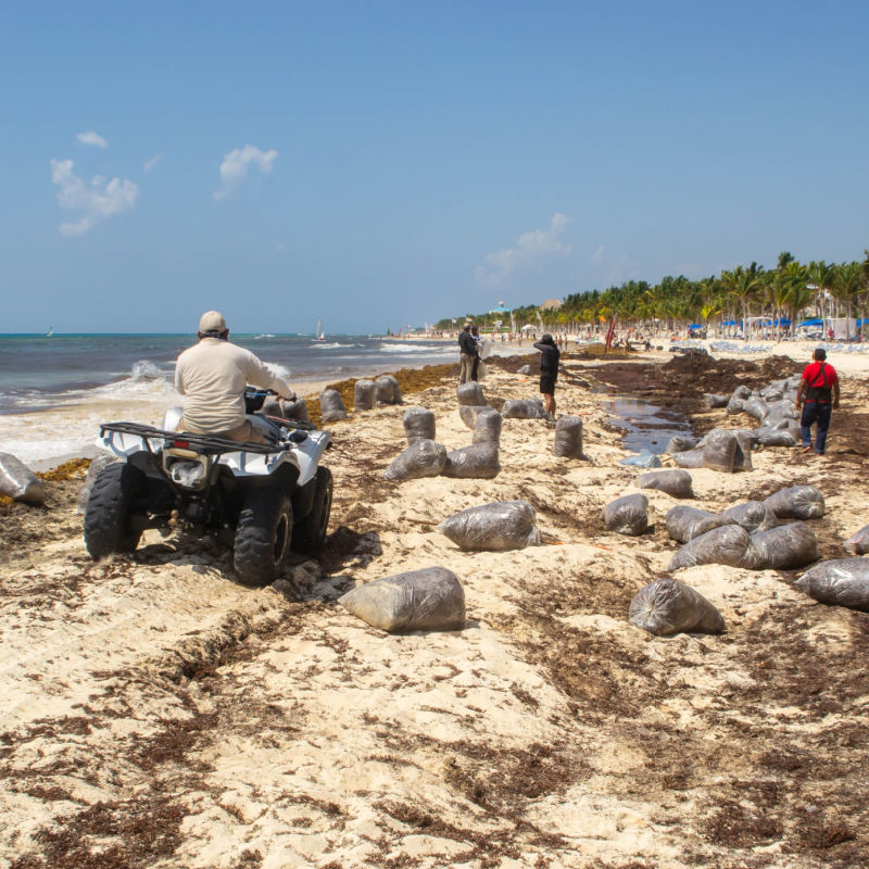 Employees collecting sargassum at a popular beach in Cancun 