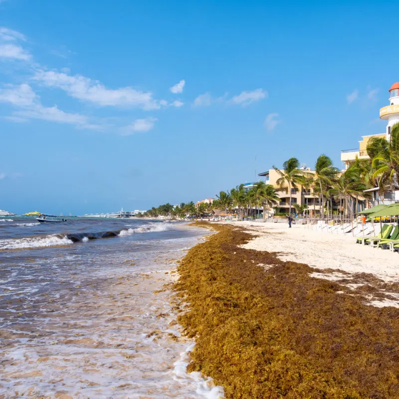 A large amount of sargassum on the coastline in Cancun