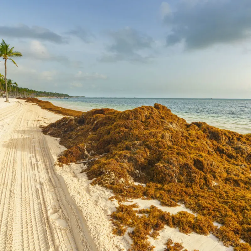 Sargassum patch on a Caribbean beach with white sand 