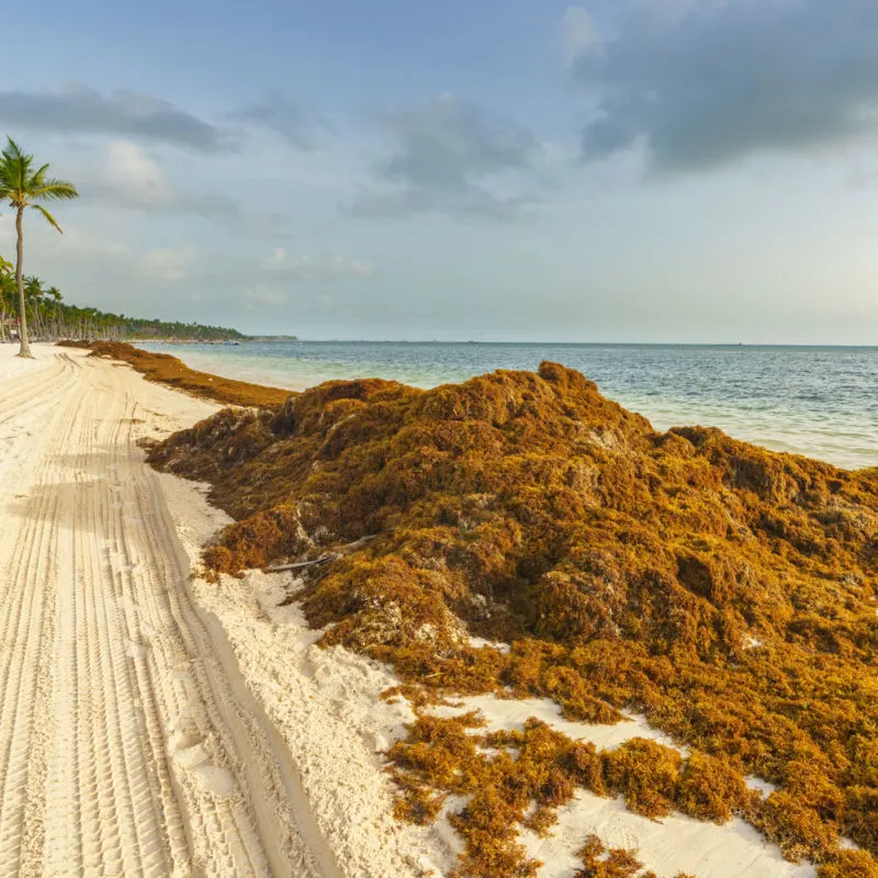 Sargassum patch on a Caribbean beach with white sand