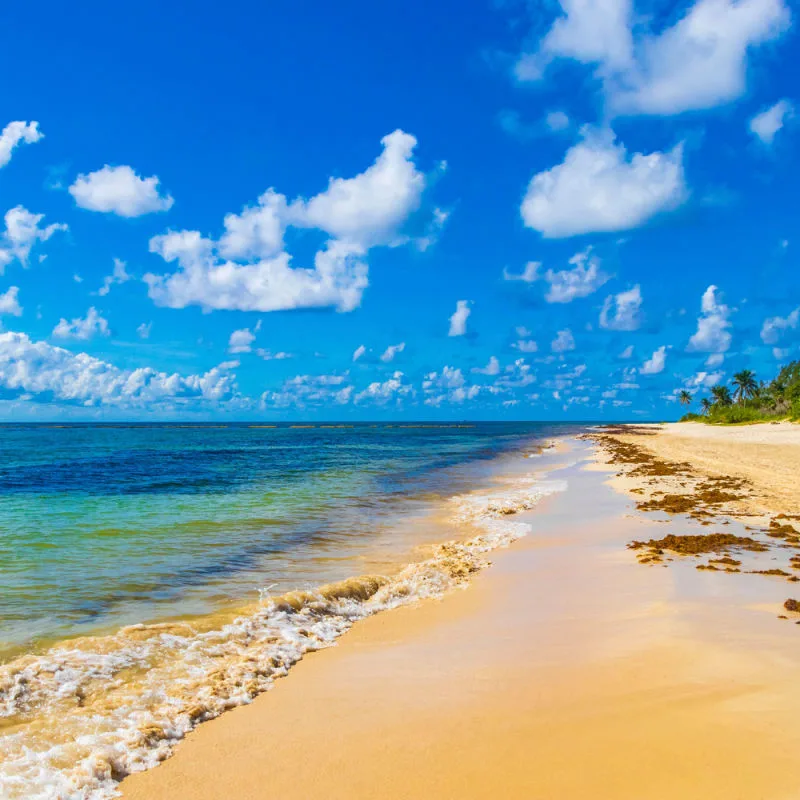 A stretch of coastline with sargassum seaweed