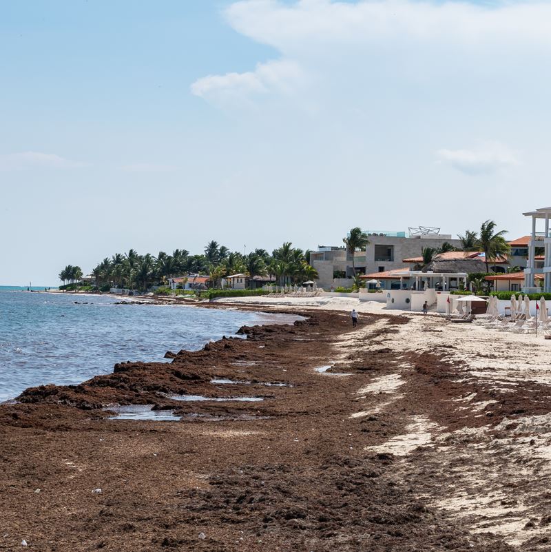 Large amount of sargassum on the beachfront in Mexico