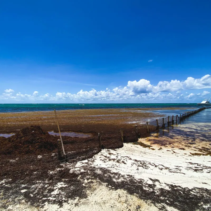 SARGASSUM PATCH in Playal del Carmne with sand