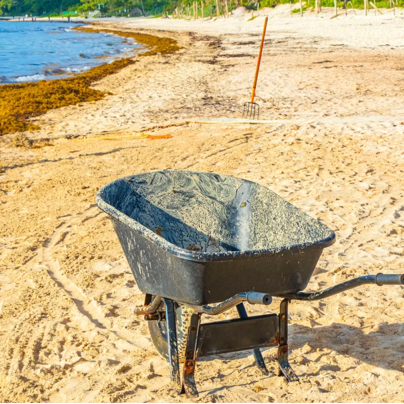 Sargassum removal taking place at a Playa del Carmen beach