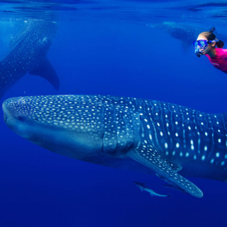 Isla Mujeres Whale Shark Season Expected To Be One Of The Busiest On ...