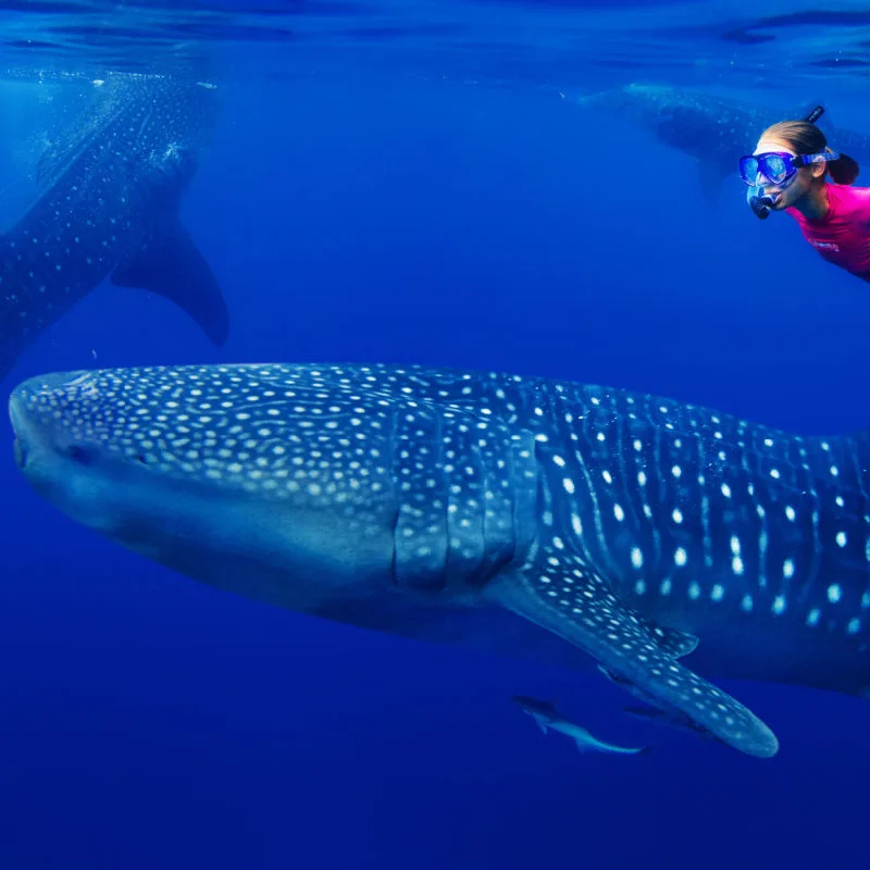 A woman on a whale shark diving tour in Mexico