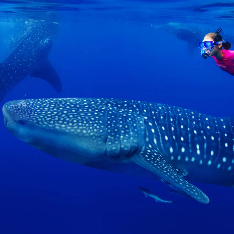 A woman on a whale shark diving tour in Mexico 