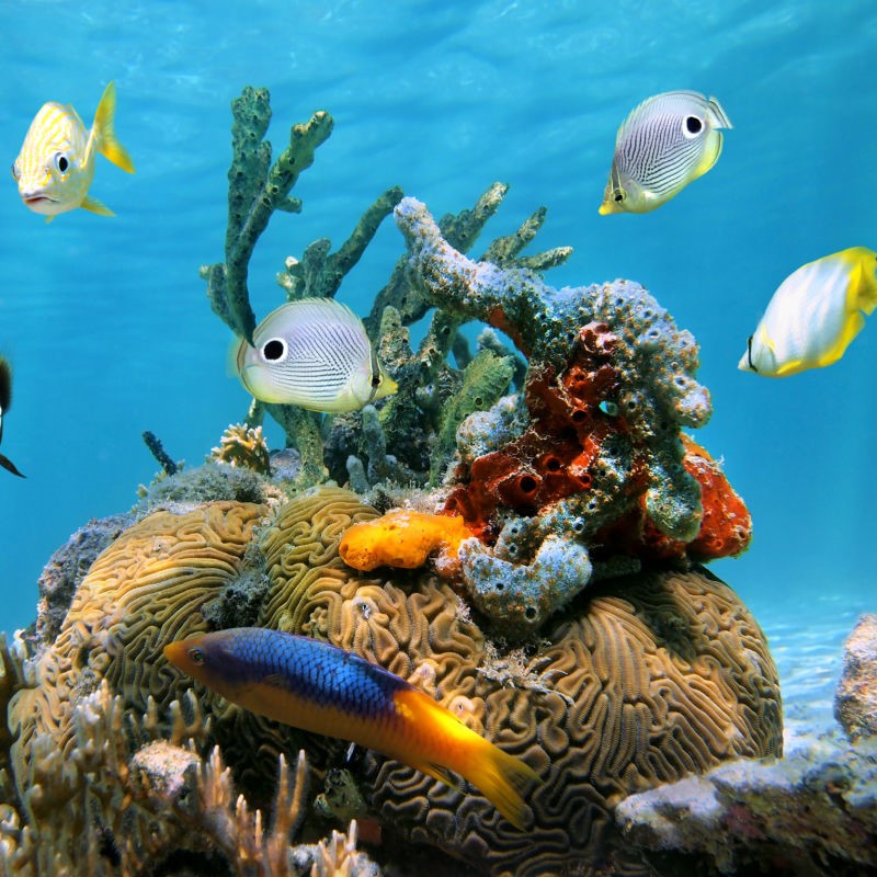 Brain Coral and Tropical Fish in the Caribbean Sea