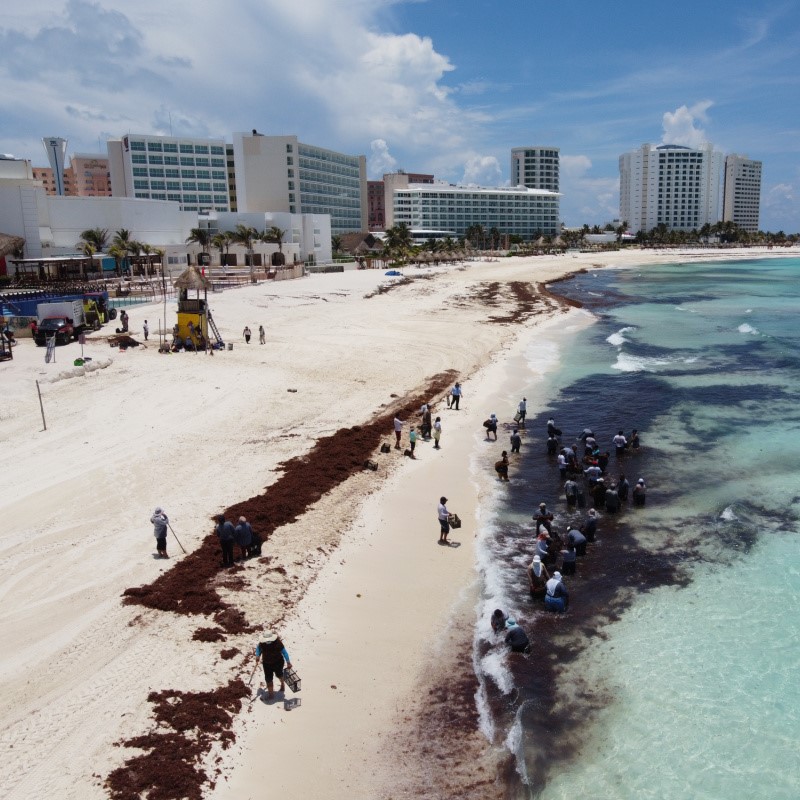 Sargassum Being Cleaned From the Beach in Cancun