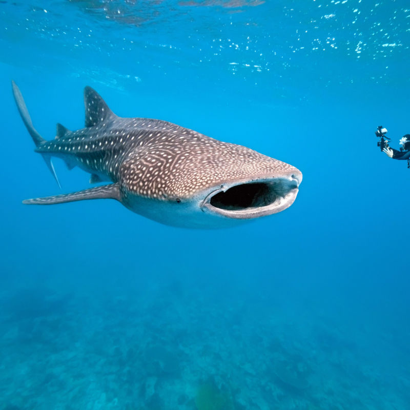 Whale shark in shallow waters with a diver 