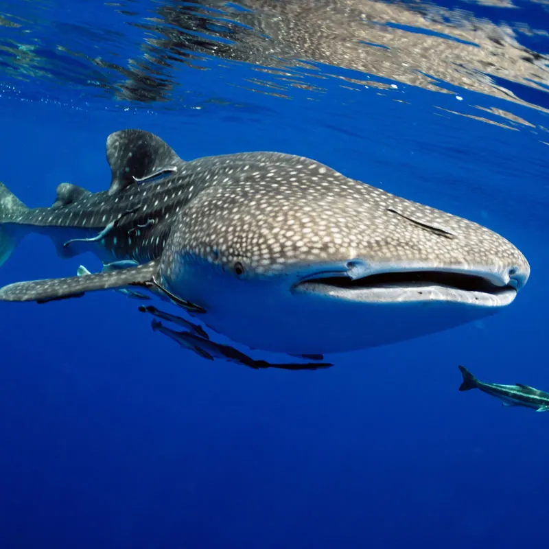 A large whale shark in blue water