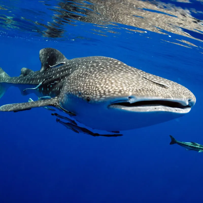 A large whale shark in blue water 