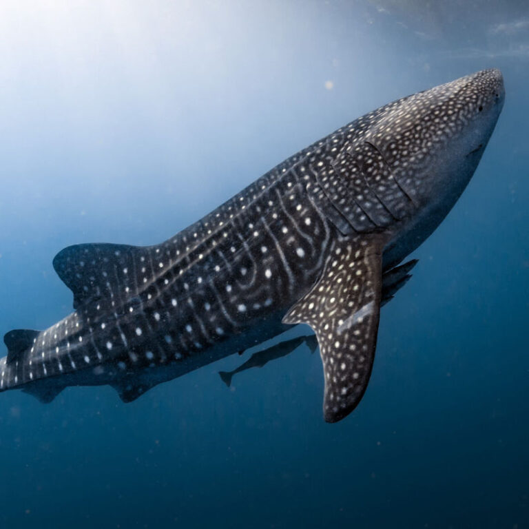 Isla Mujeres Whale Shark Season Expected To Be One Of The Busiest On ...