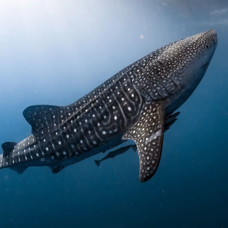 A beautiful whale shark swimming near Isla Mujeres