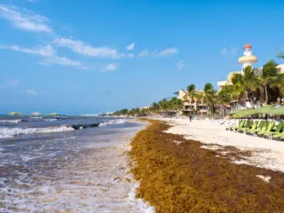What These Mexican Caribbean Resort Hotspots Are Doing To Stop Sargassum This Summer