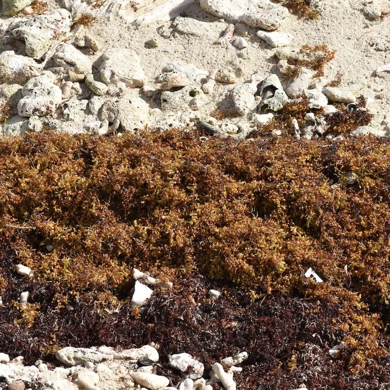 beach with sargassum