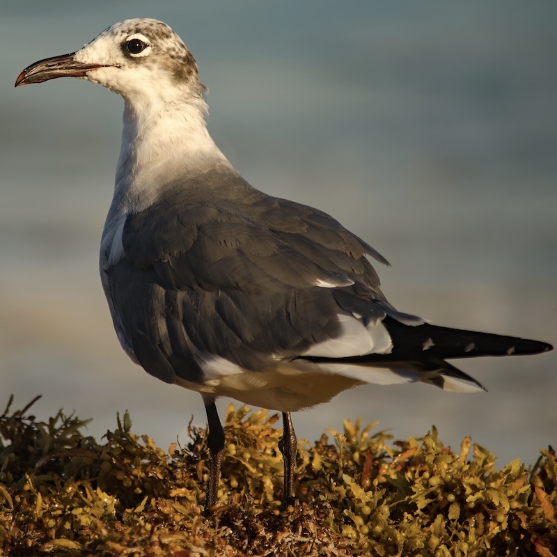 bird in sargassum beach