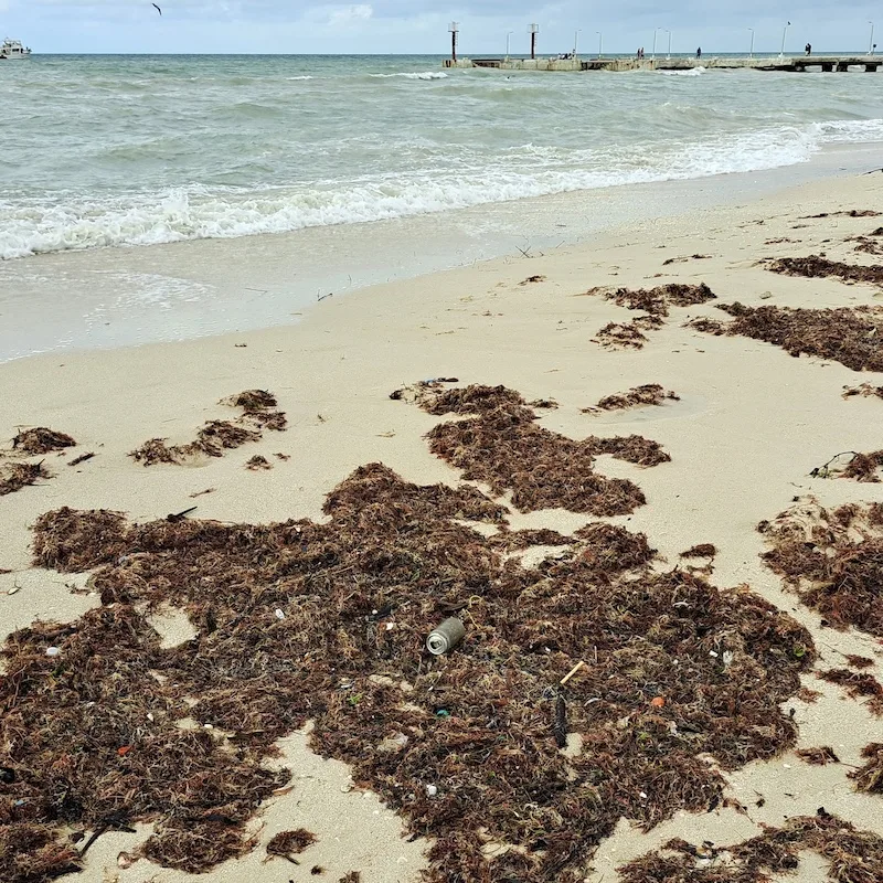 sargassum on beach