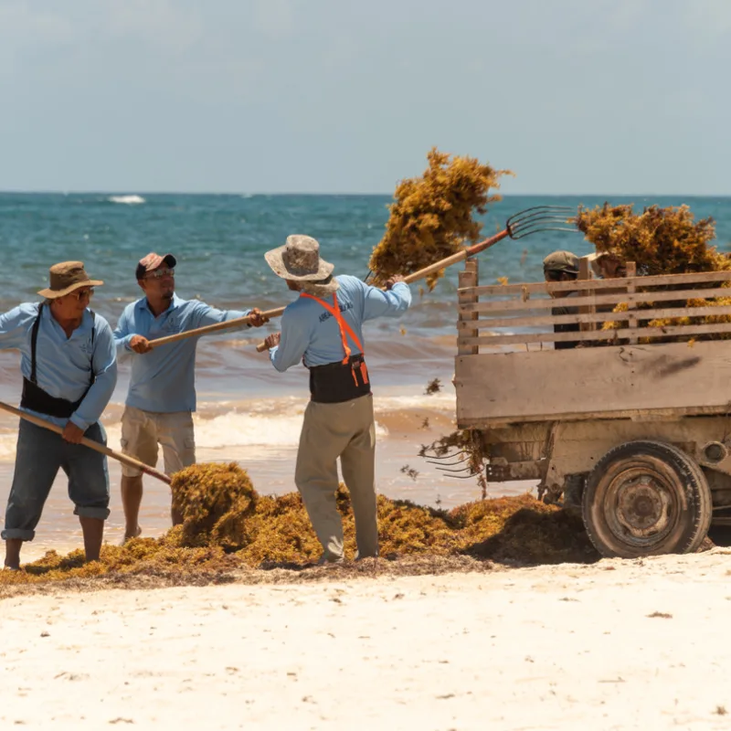 Sargassum clean up in Tulum