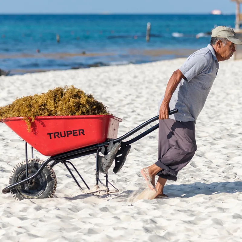 Sargassum clean up in riviera Maya