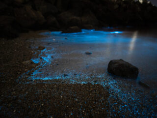 BIOLUMINESCENCE taking place in the ocean