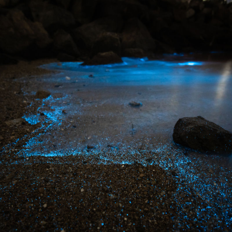 bioluminescence taking place on the beach