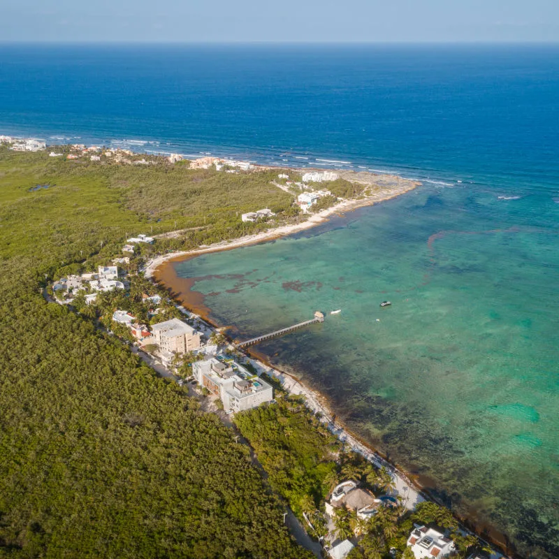 Sargassum on beach in tulum