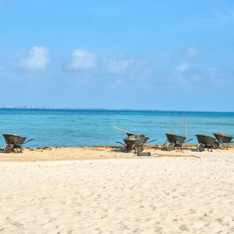 Sargassum Clean Up Isla Mujeres