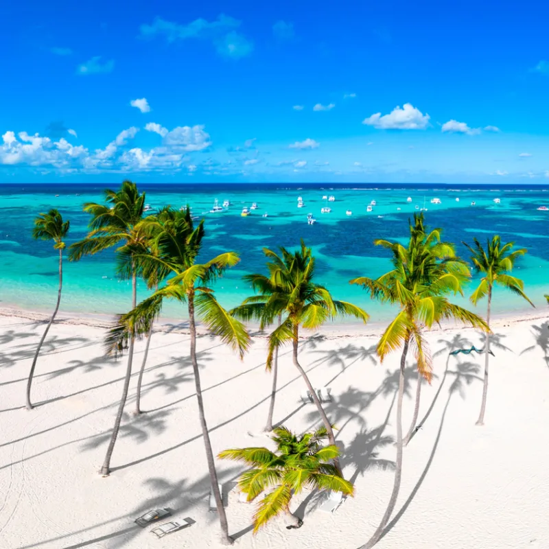 aerial view of palm trees