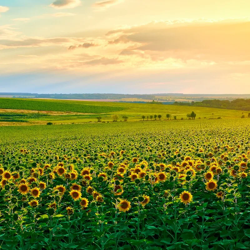 Agricultural field with yellow sunflowers against the sky with clouds. Gold sunset.