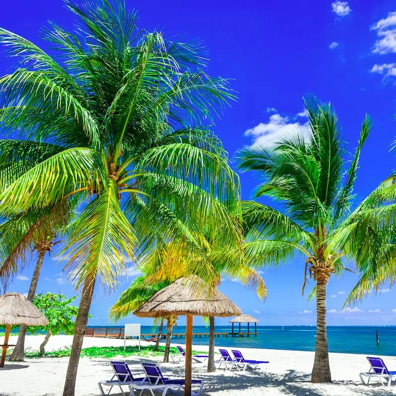 Tropical landscape with coconut palm on caribbean beach, Cancun, Yucatan Peninsula in Mexico.
