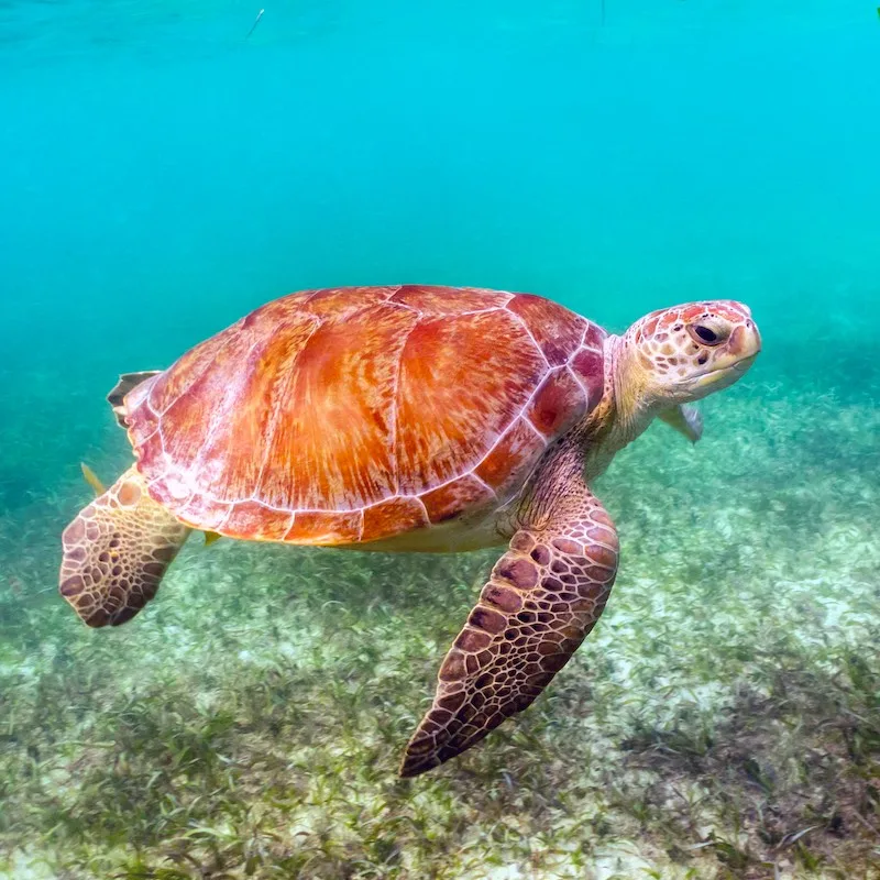 Green Sea Turtle Swimming in Akumal, Mexico.