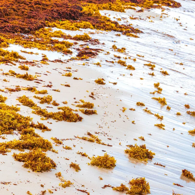 Sargassum washing up on a local beach in Cancun 