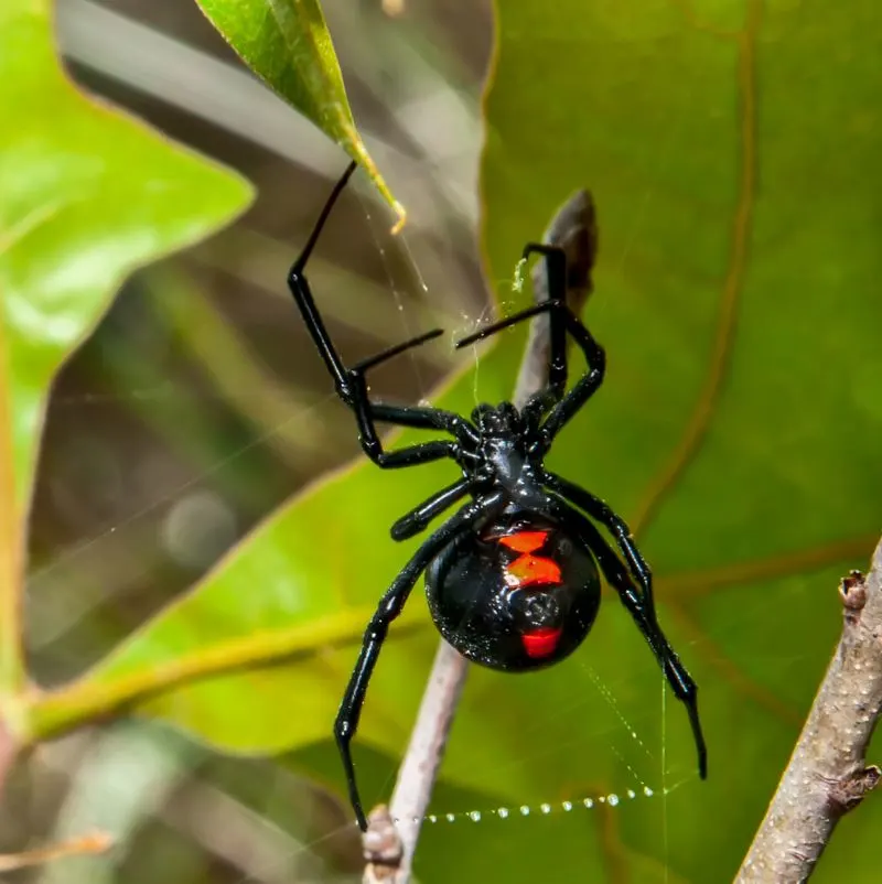 A black widow spider on its web